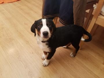 Appenzeller Sennenhund Welpen