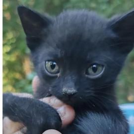 Ein kleiner schwarzer Charmeur sucht sei