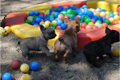 Franz�sische Bulldoggen Welpen mit Papie