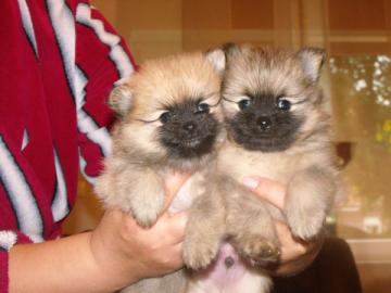 Zwergspitz Pomeranian Welpen