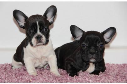 Bildsch�ne Franz�sische Bulldoggen Welpe