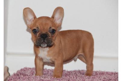 Bildsch�ne Franz�sische Bulldoggen Welpe