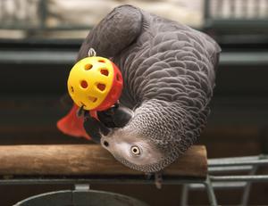 Graupapageien babys und macaw papageien