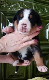 Grosser Schweizer Sennenhund