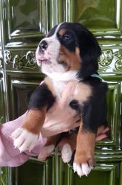 Grosser Schweizer Sennenhund
