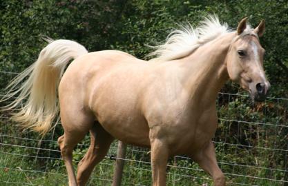 Quarter Horse Wallach 6 Jahre zu verkauf