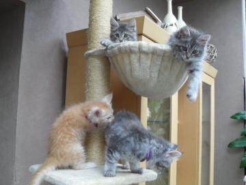 2 tolle Mainecoon K?tzchen
