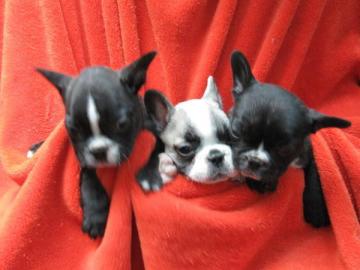 Franz�sische Bulldoggen Welpen mit Papie