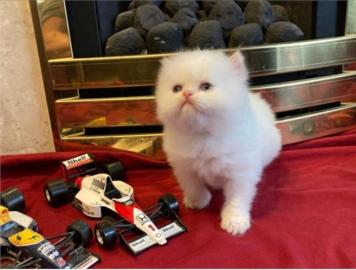 Baby kitten mit papieren