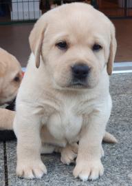 Labrador Welpe.  whatsapp (+49 1577 51461