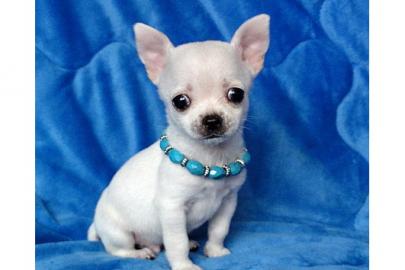 Chihuahua mini-toy 150 euros