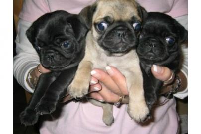 Mini Mops bays 12 Wochen mit papieren
