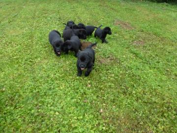 Labrador Retriever Welpen ab sofort abzu