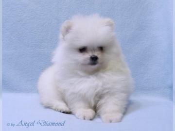Zwergspitz Pomerania  welpen