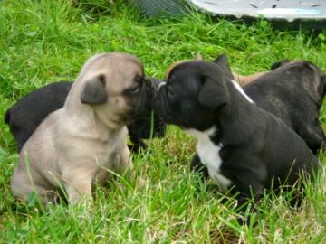 s��er Franz�sisch Bulldogge-Welpen, ( 4