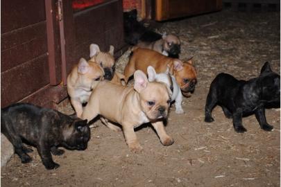 Franz�sische Bulldoggen Welpe Blau Schec