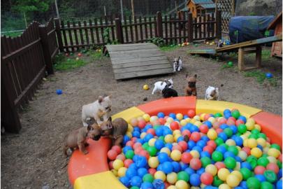 Franz�sische Bulldoggen Welpe Blau Schec