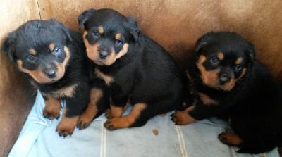 Kr�ftige Rottweiler-Welpen aus Familien
