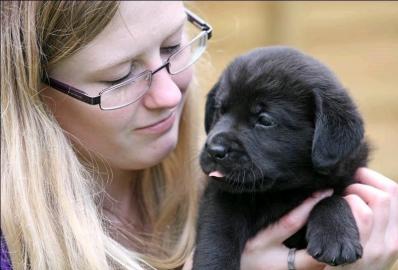 Labradorwelpen mit Papieren