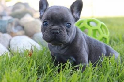 Franz?sische Bulldog Welpen