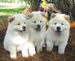 reinrassige Chow Chow Welpen