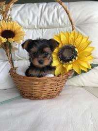 Perfekte Yorkshire Terrier Welpen