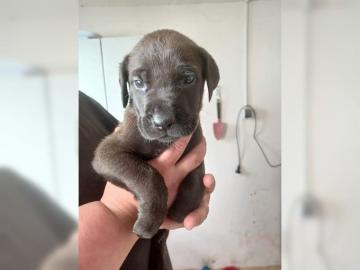 Deutsche Doggen Welpen whatsapp nummer