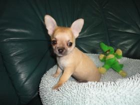 S��e Chihuahua Welpen lang- und kurzhaar