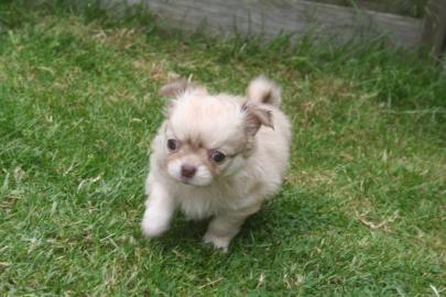 S��e Chihuahua Welpen lang- und kurzhaar