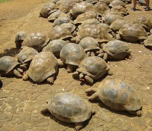 Landschildkr�ten jetzt zu verkaufen