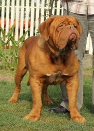 HIGH QUALITY DOGUE DE BORDEAUX adults an