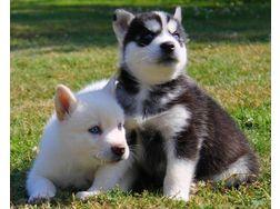 Reinrassige Siberian Husky Welpen