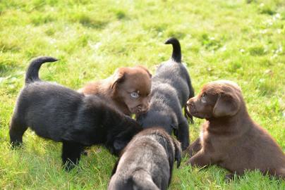 Wundersch�ne Labrador Welpen mit Papiere