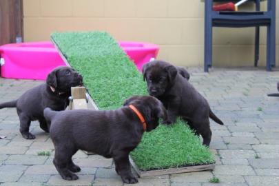 Wundersch�ne Labrador Welpen mit Papiere
