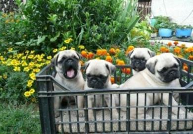 s��e Mops Welpen