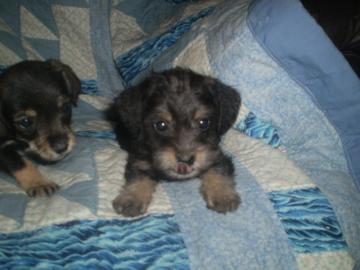 Schnauzer Welpen