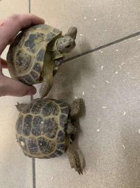 Abgabeliste Schildkr?ten / List Turtles