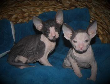 Kanadische Sphynx entwurmt geimpft gesun