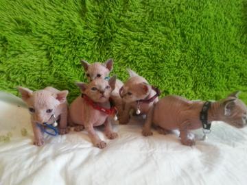 Kanadische Sphynx entwurmt geimpft gesun
