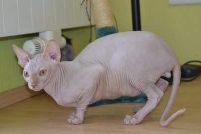 Kanadische Sphynx entwurmt geimpft gesun