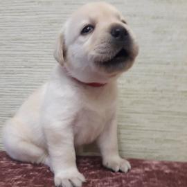 Labrador Retriever Welpen 199 EUR
