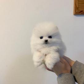 Wundersch?Pomeranian Welpen mit Ahne
