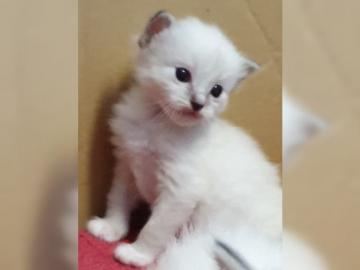 Sie sind da, s��e wundersch�ne Ragdoll-K