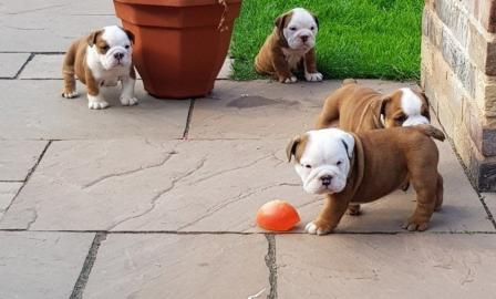 Englische Bulldoggenwelpen