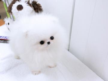 Zwergspitz / Pomeranian Welpen