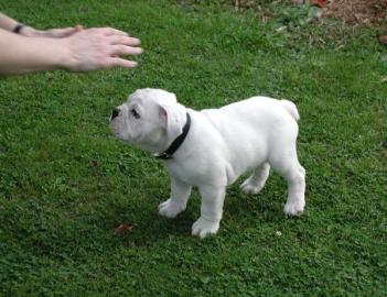 Englische Bulldoggen