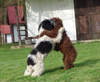 Perro de Agua Espa�ol mit Papiere FCI