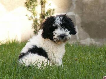 Perro de Agua Espa�ol mit Papiere FCI