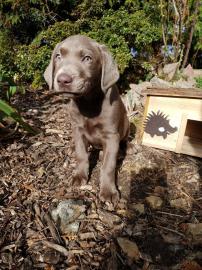 Labrador Welpen in silber und charcoal m