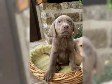 Labrador Welpen in silber und charcoal m